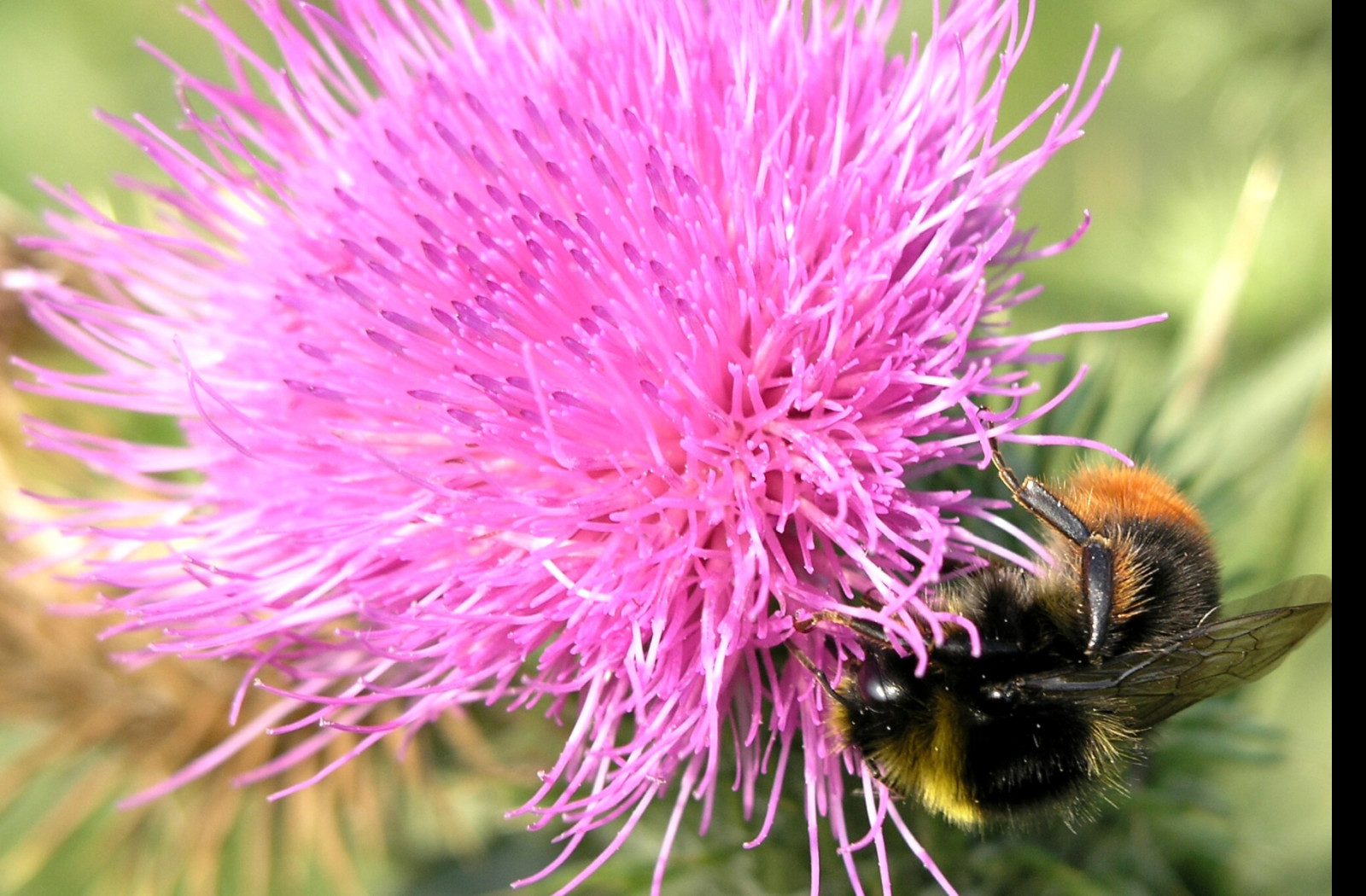 Tapeta bumblebee