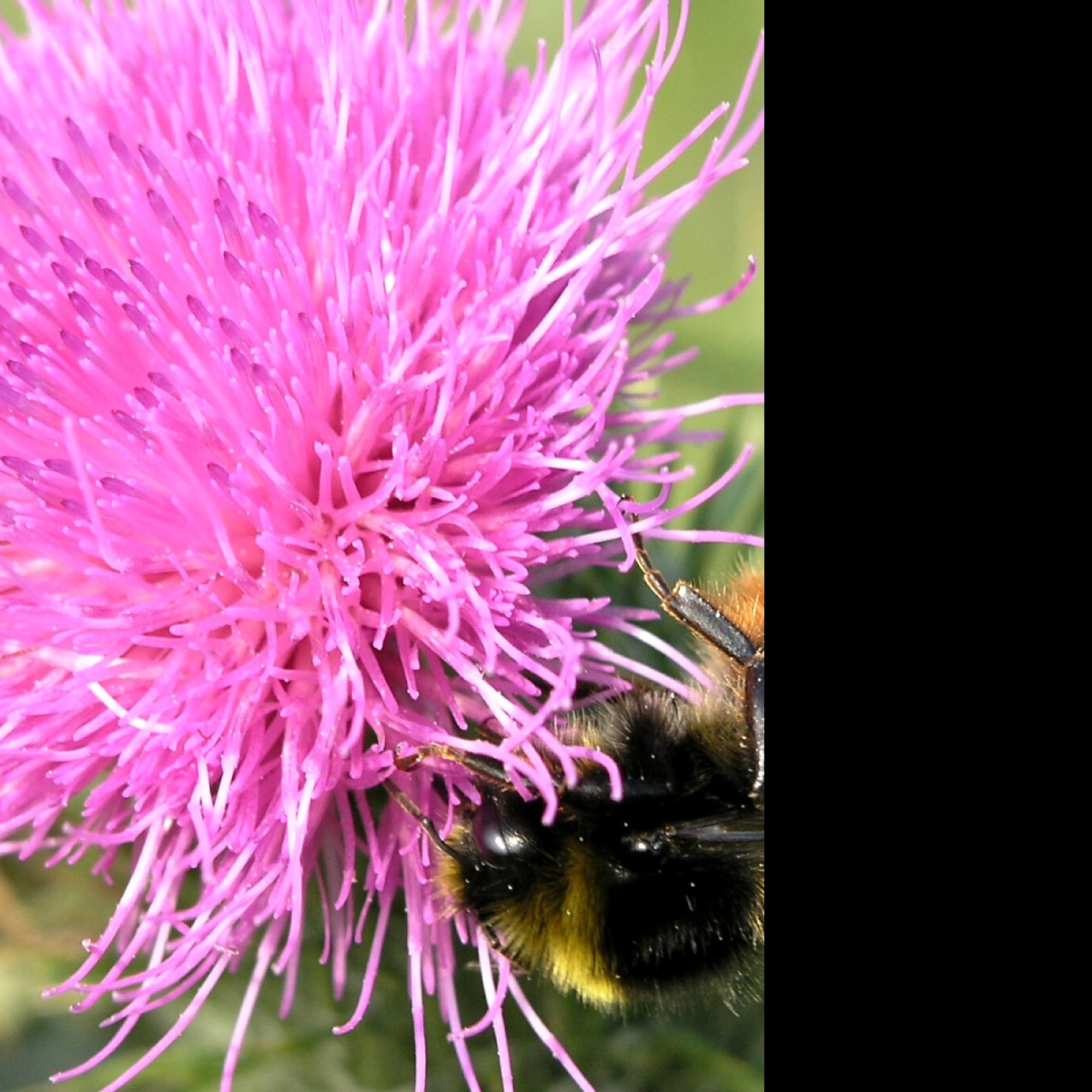 Tapeta bumblebee