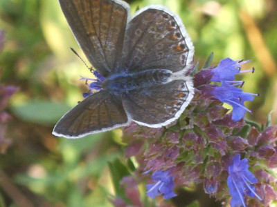 Tapeta: butterfly