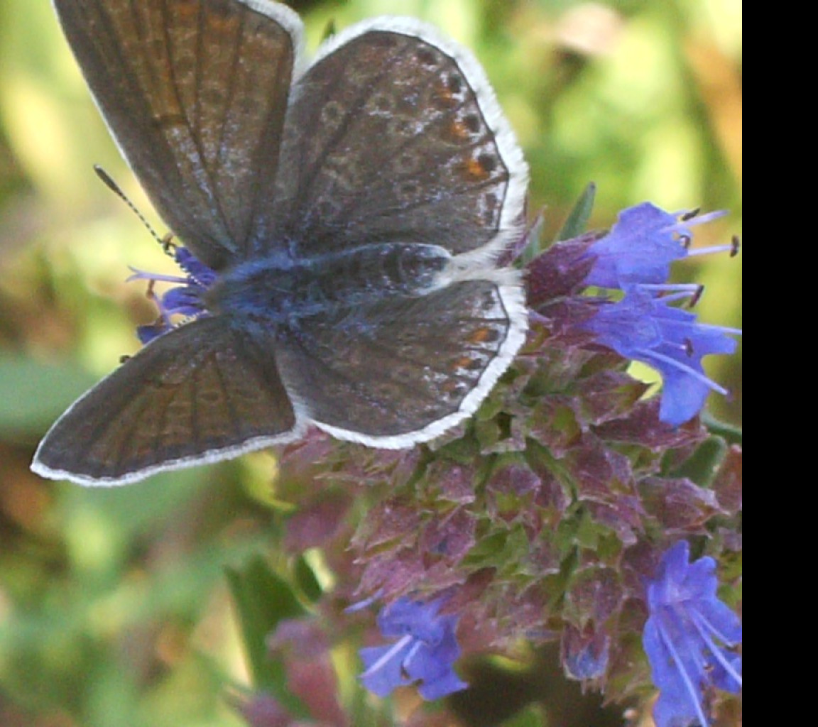 Tapeta butterfly