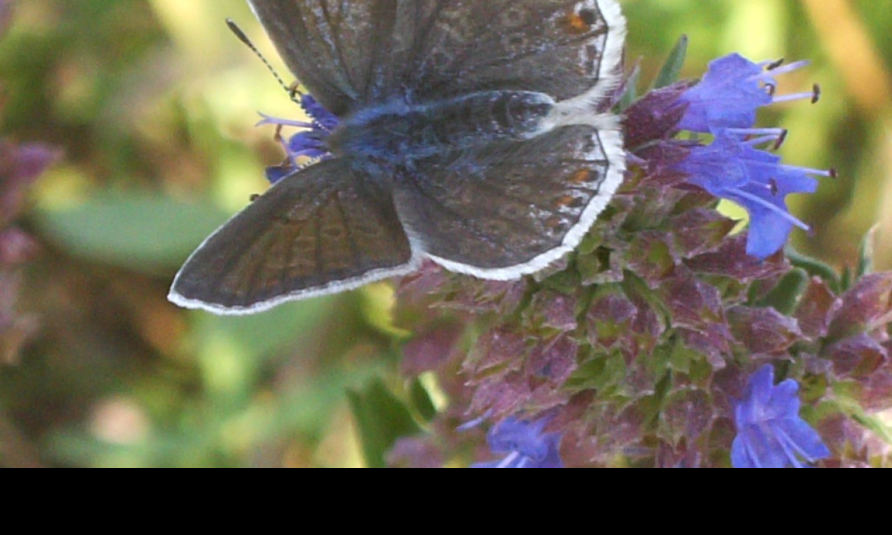 Tapeta butterfly