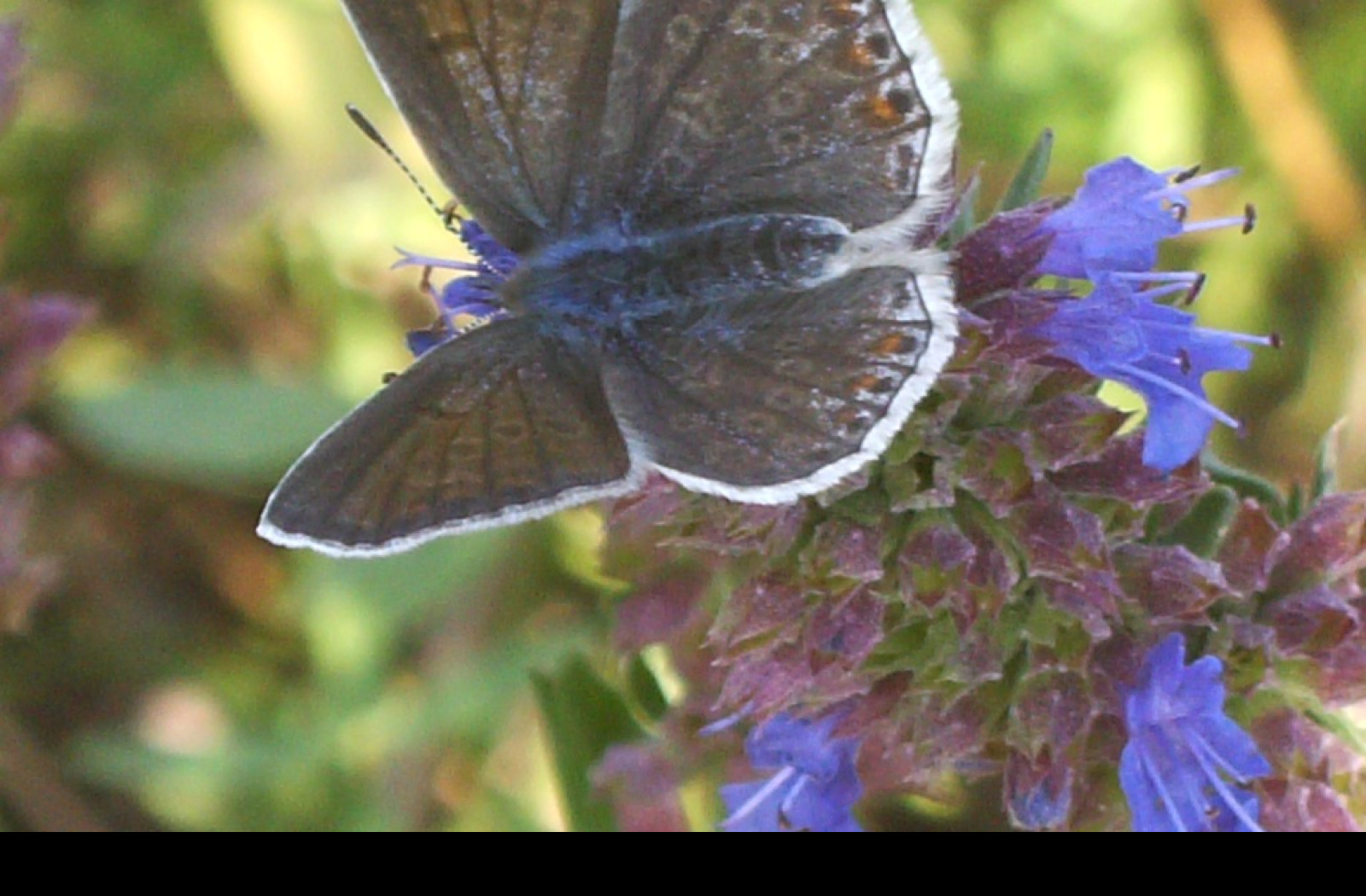 Tapeta butterfly