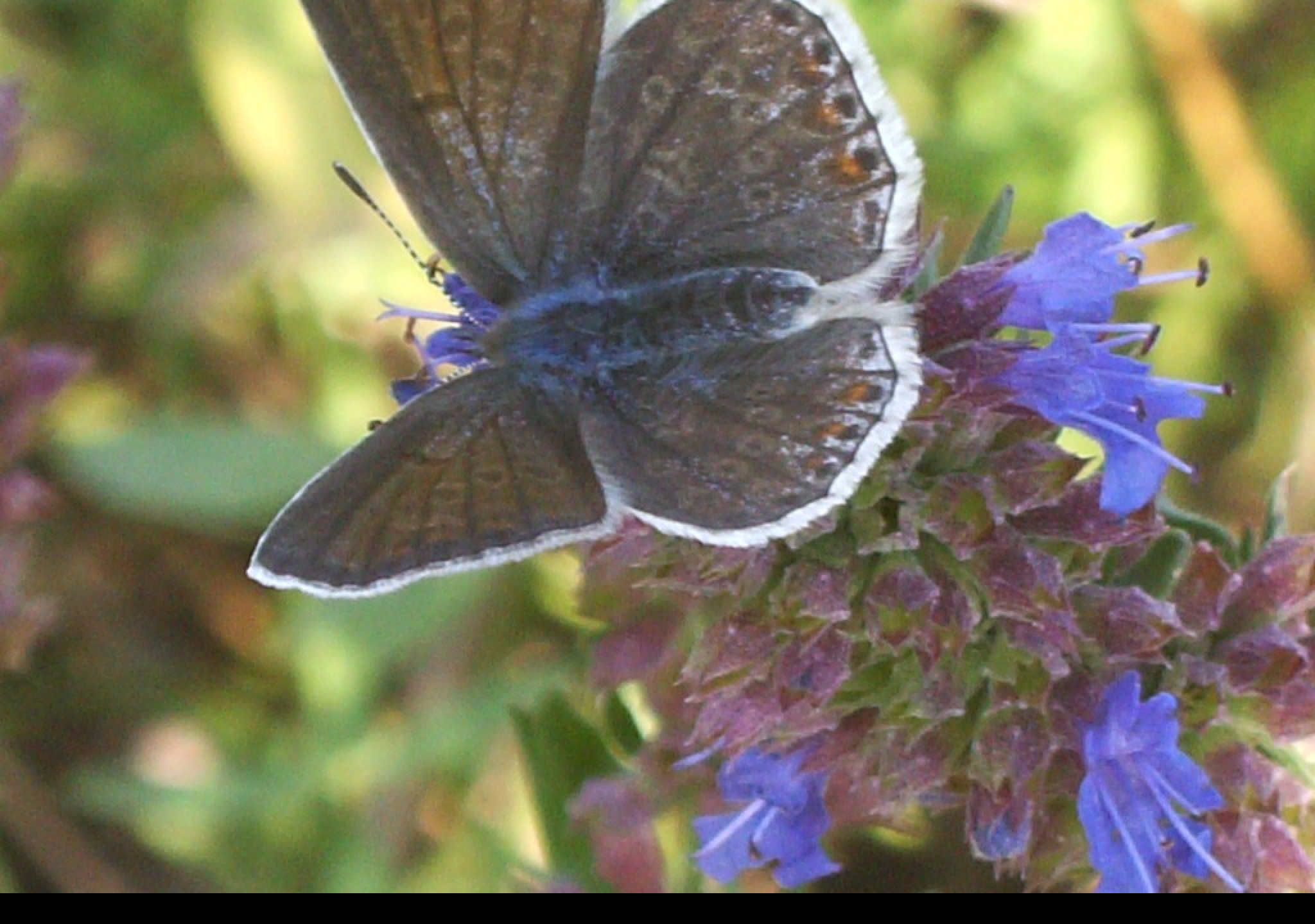 Tapeta butterfly