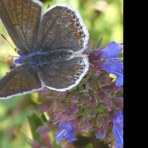 Tapeta butterfly