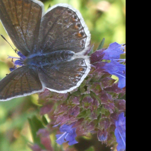 Tapeta butterfly