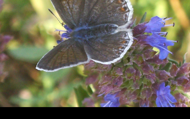 Tapeta butterfly