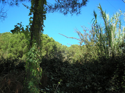 Tapeta: Calella-z�kout� 3