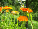 Tapeta Calendula