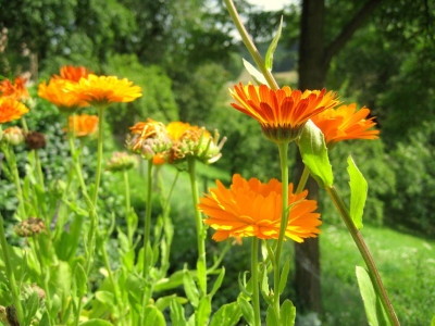 Tapeta: Calendula