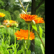 Tapeta calendula