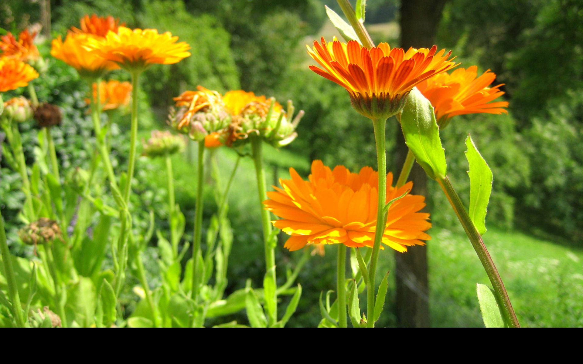 Tapeta calendula