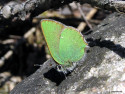 Tapeta Callophrys rubi