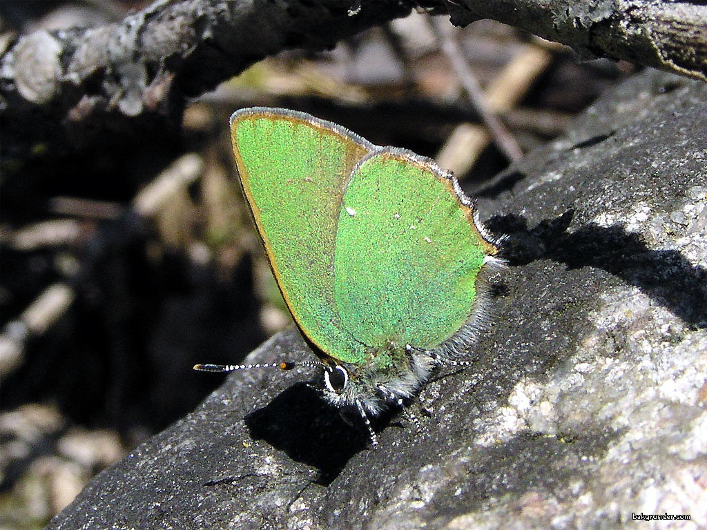 Tapeta callophrysrubi