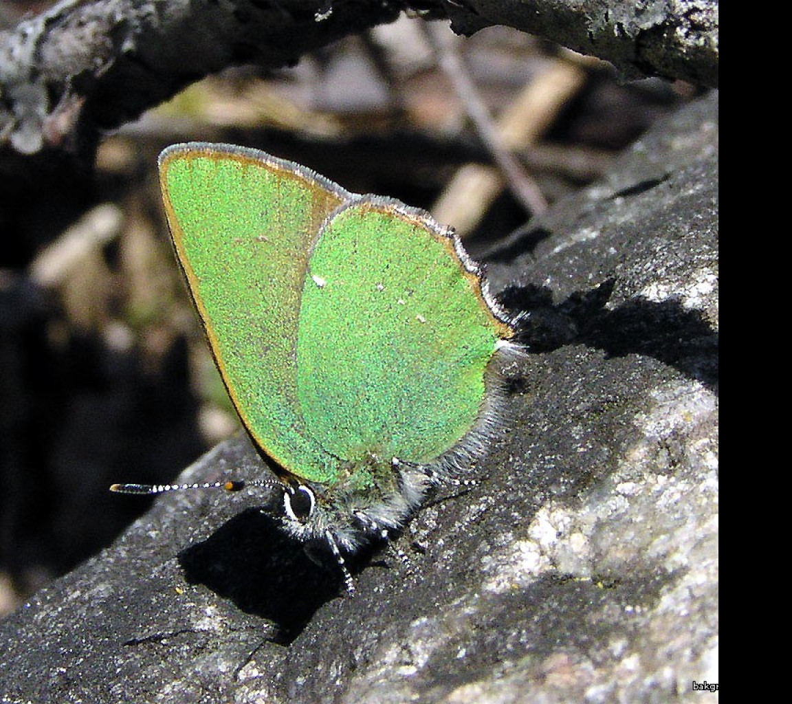 Tapeta callophrysrubi