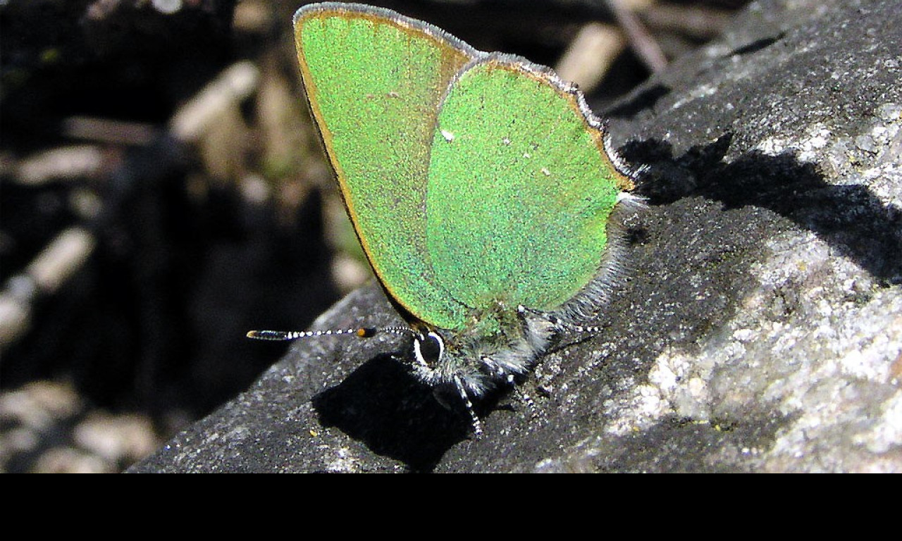 Tapeta callophrysrubi