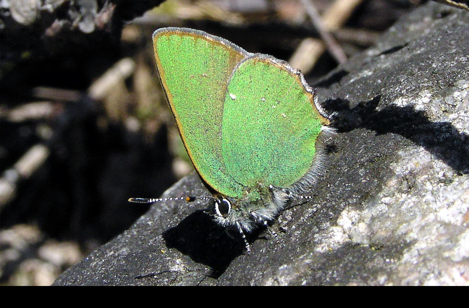 Tapeta callophrysrubi