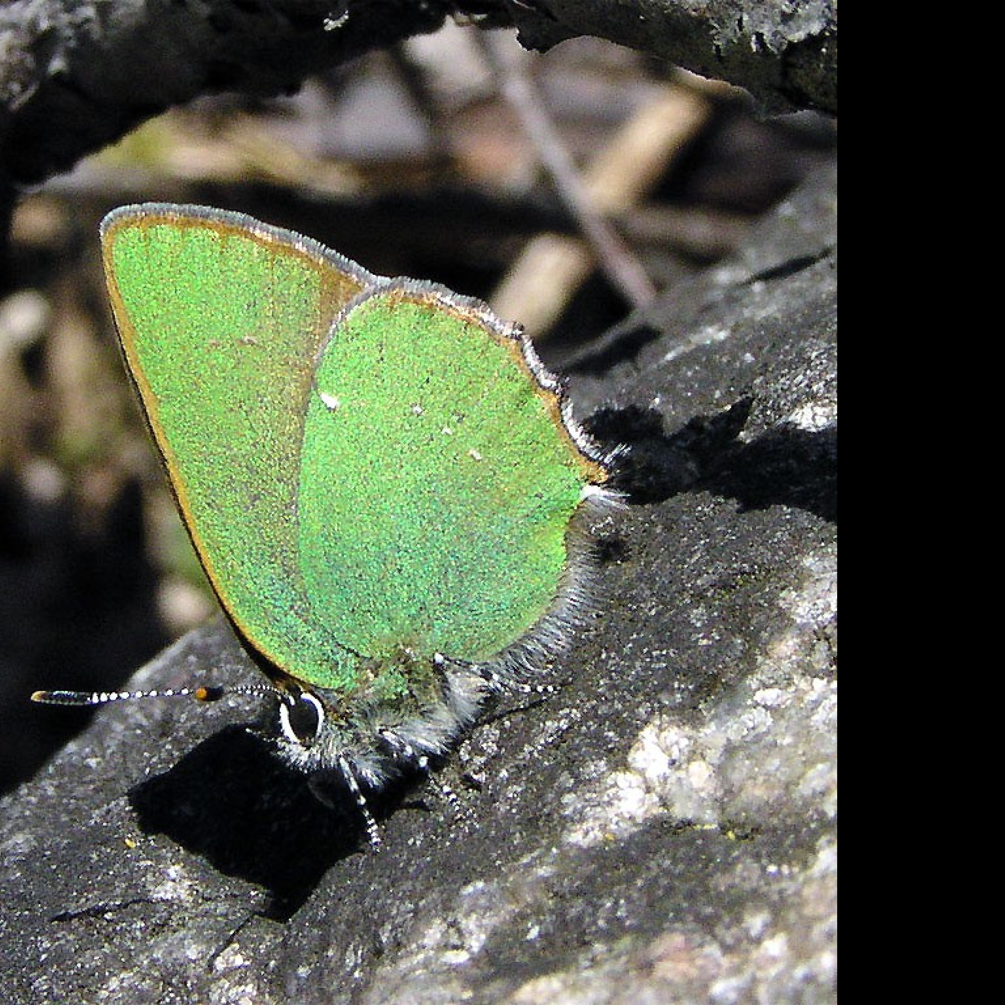 Tapeta callophrysrubi