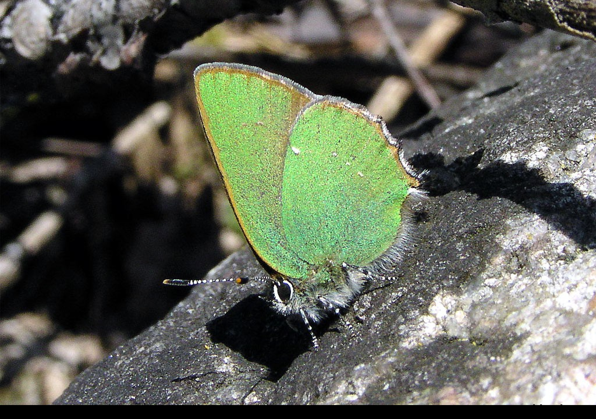 Tapeta callophrysrubi