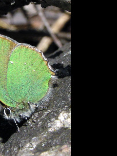 Tapeta callophrysrubi