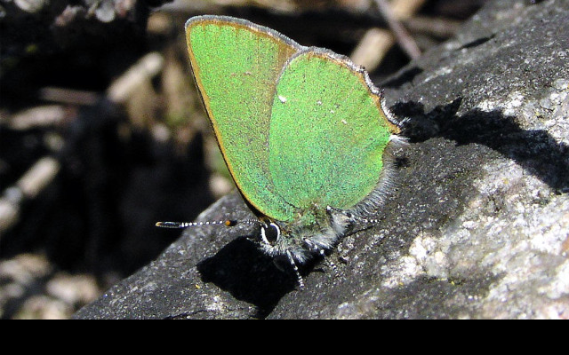 Tapeta callophrysrubi