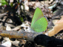 Tapeta Callophrys rubi 2