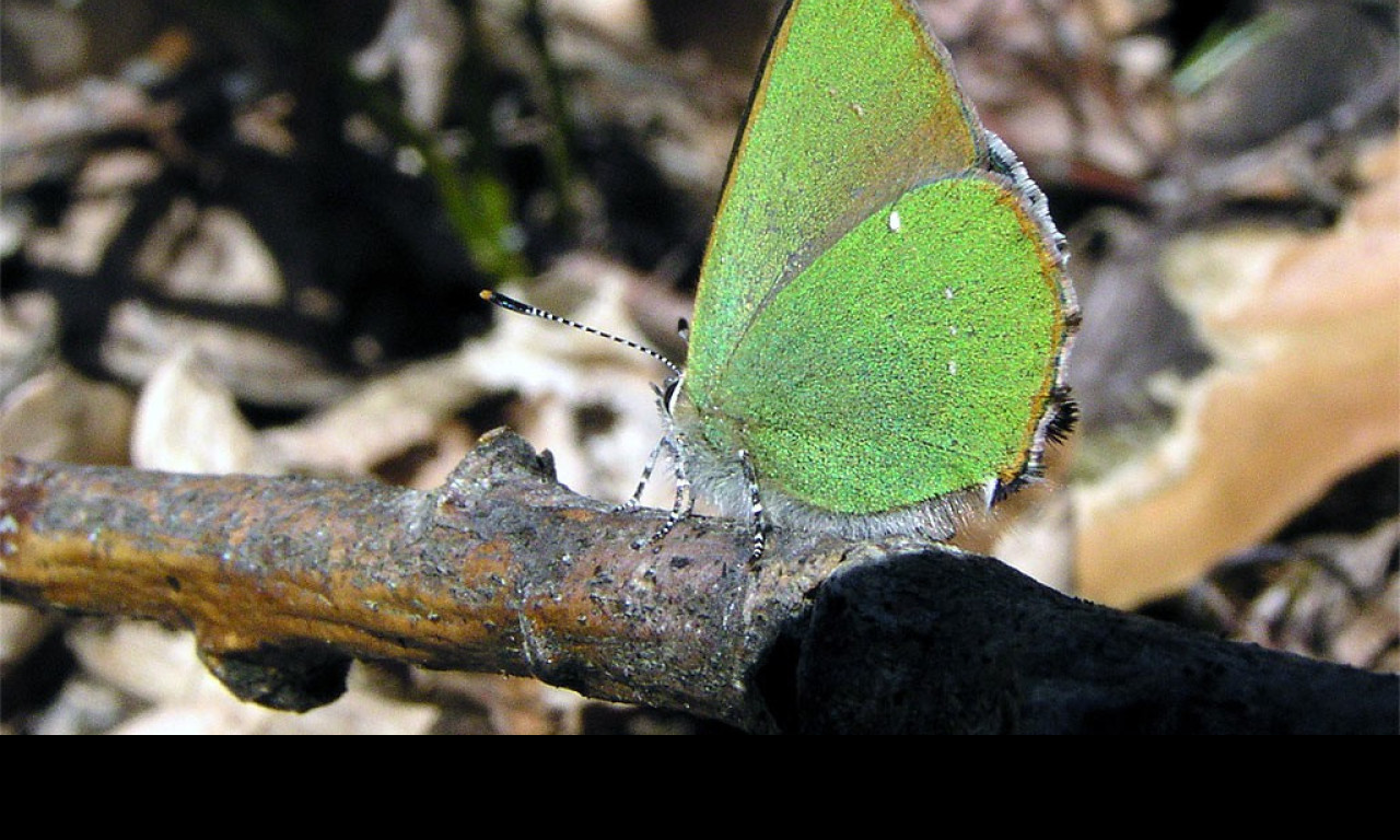 Tapeta callophrysrubi2