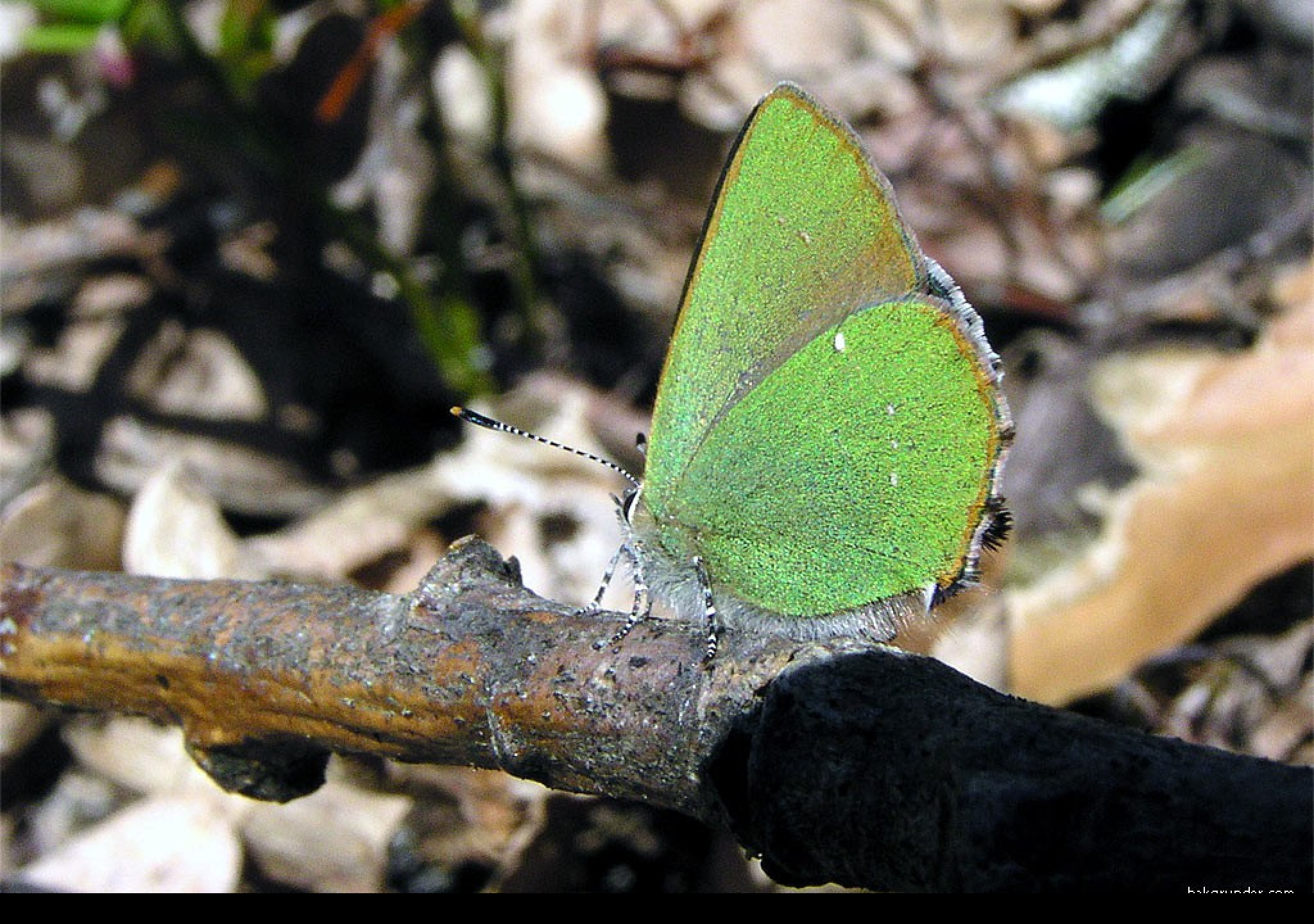 Tapeta callophrysrubi2