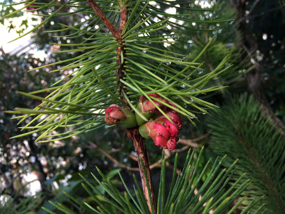 Tapeta calothamnus