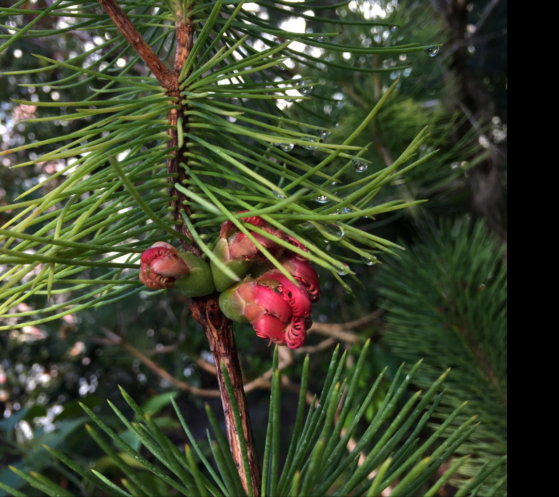 Tapeta calothamnus