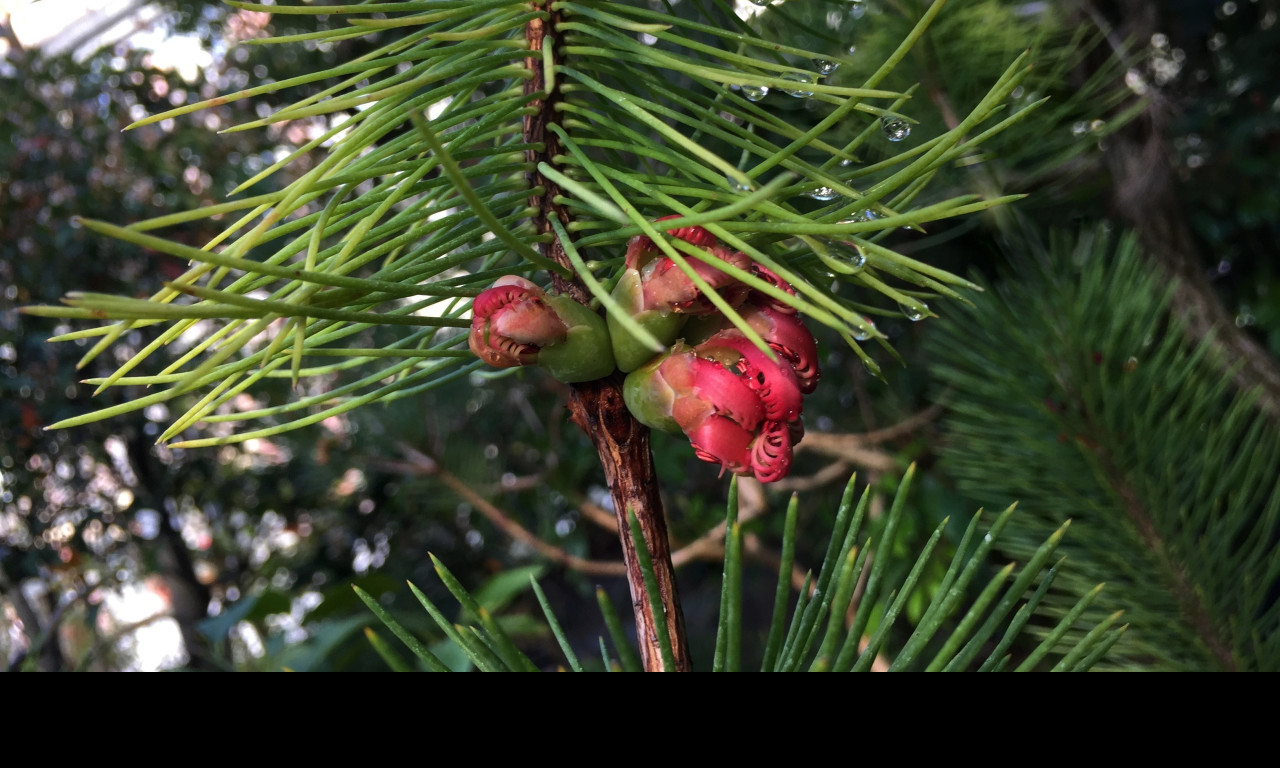 Tapeta calothamnus