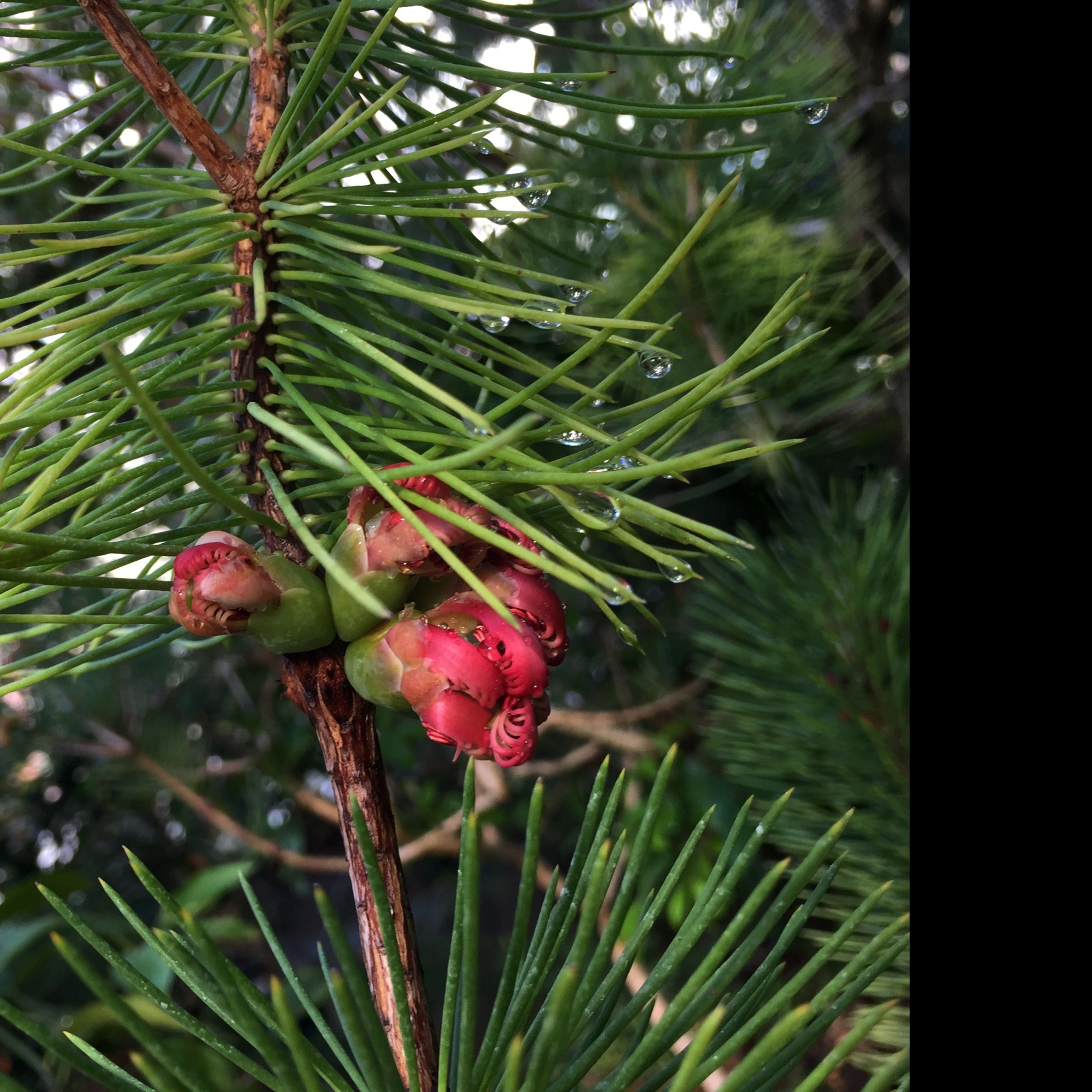 Tapeta calothamnus