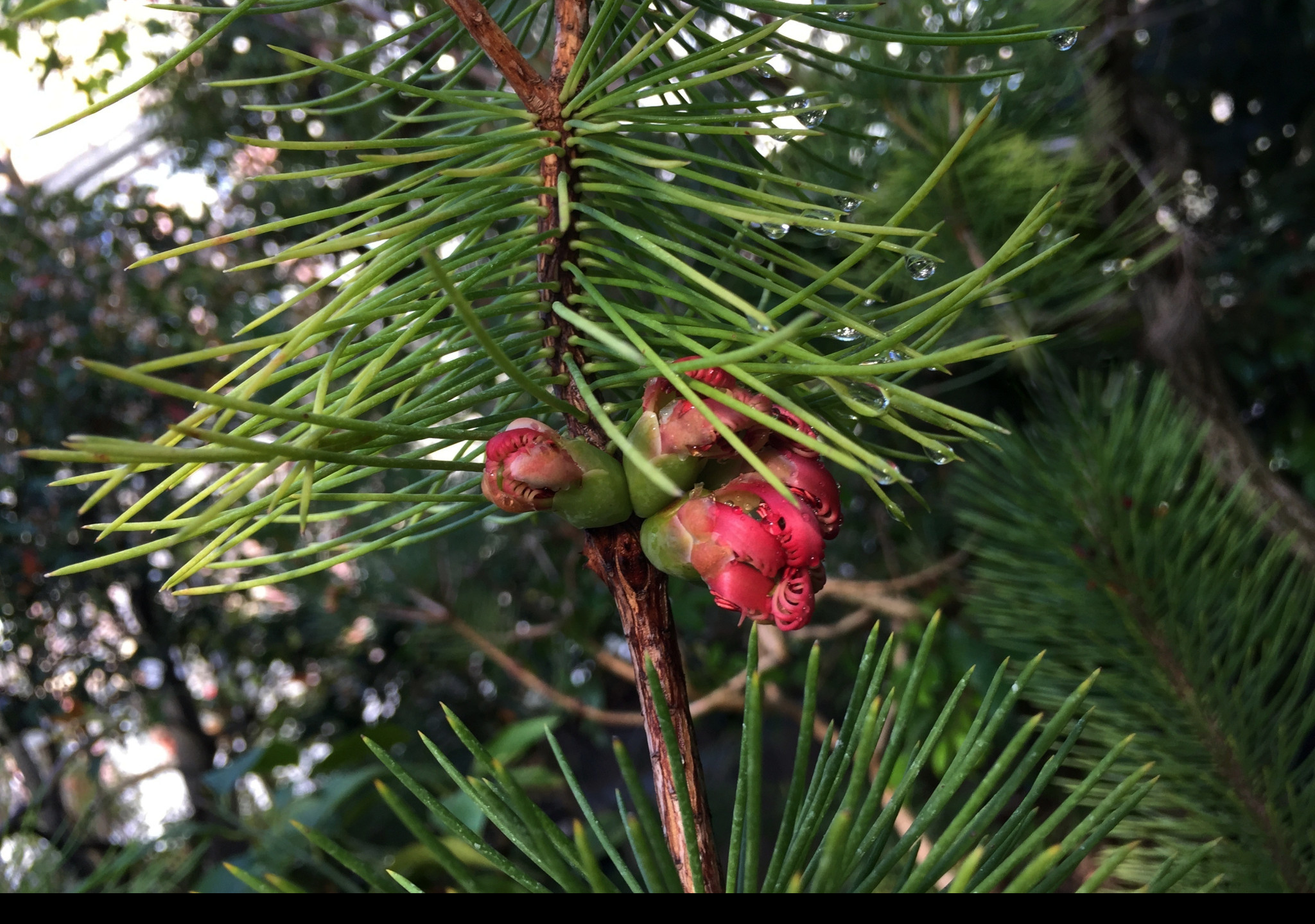 Tapeta calothamnus