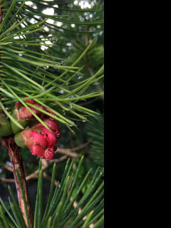 Tapeta calothamnus