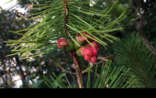 Tapeta calothamnus