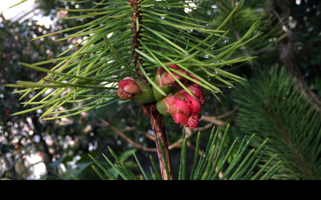 Tapeta calothamnus