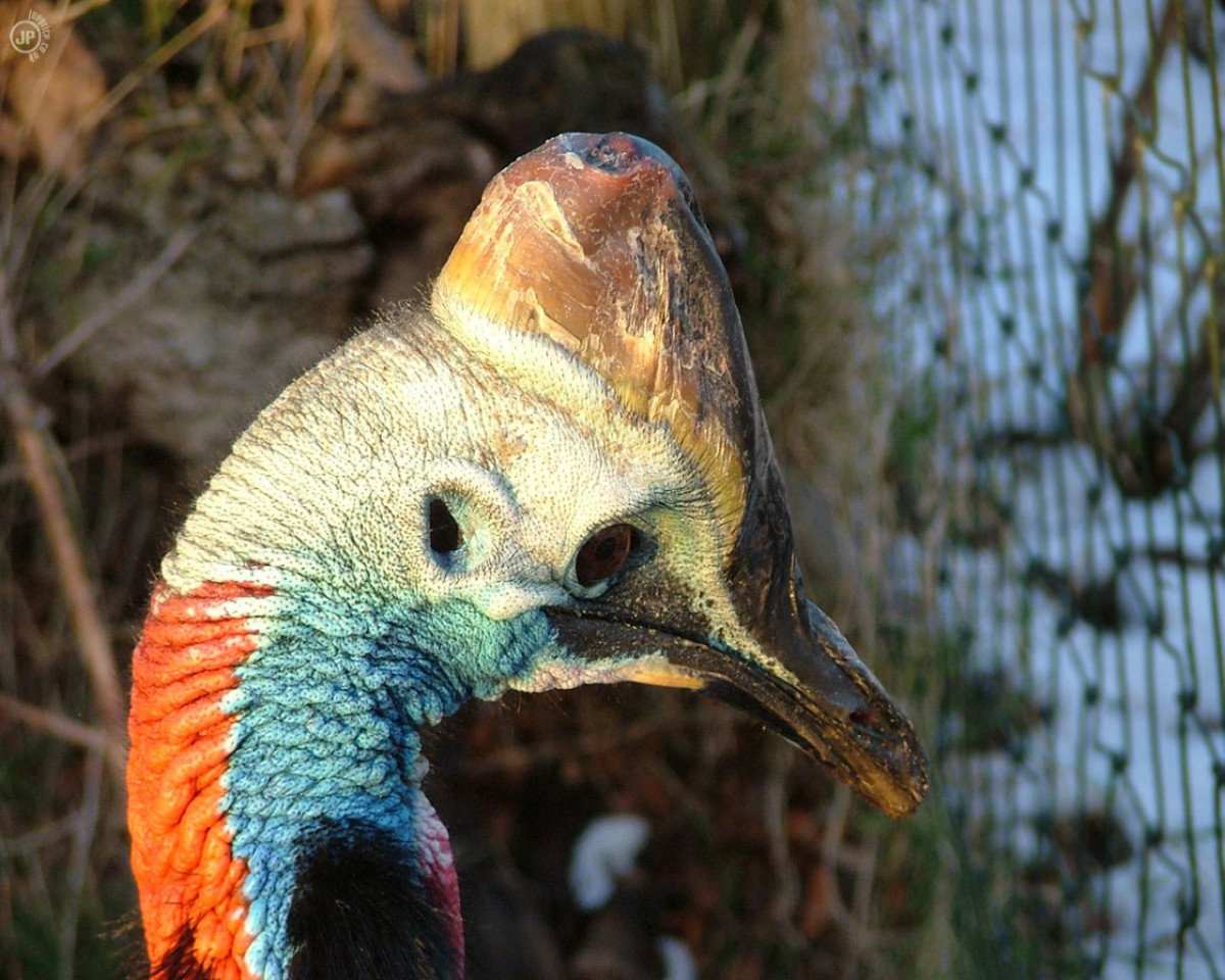 Tapeta cassowary