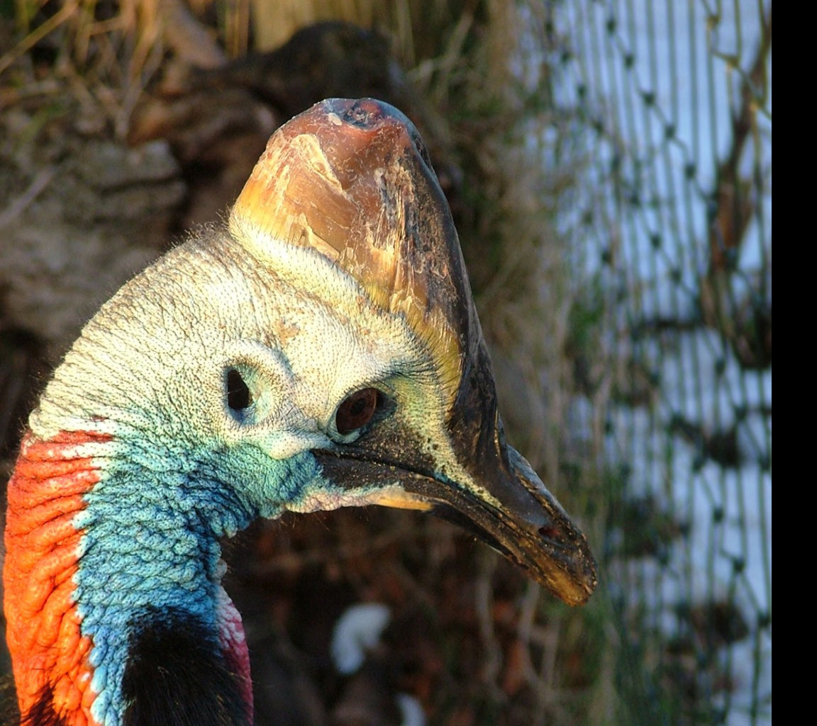 Tapeta cassowary