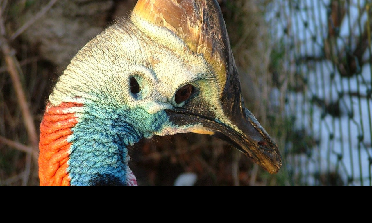 Tapeta cassowary