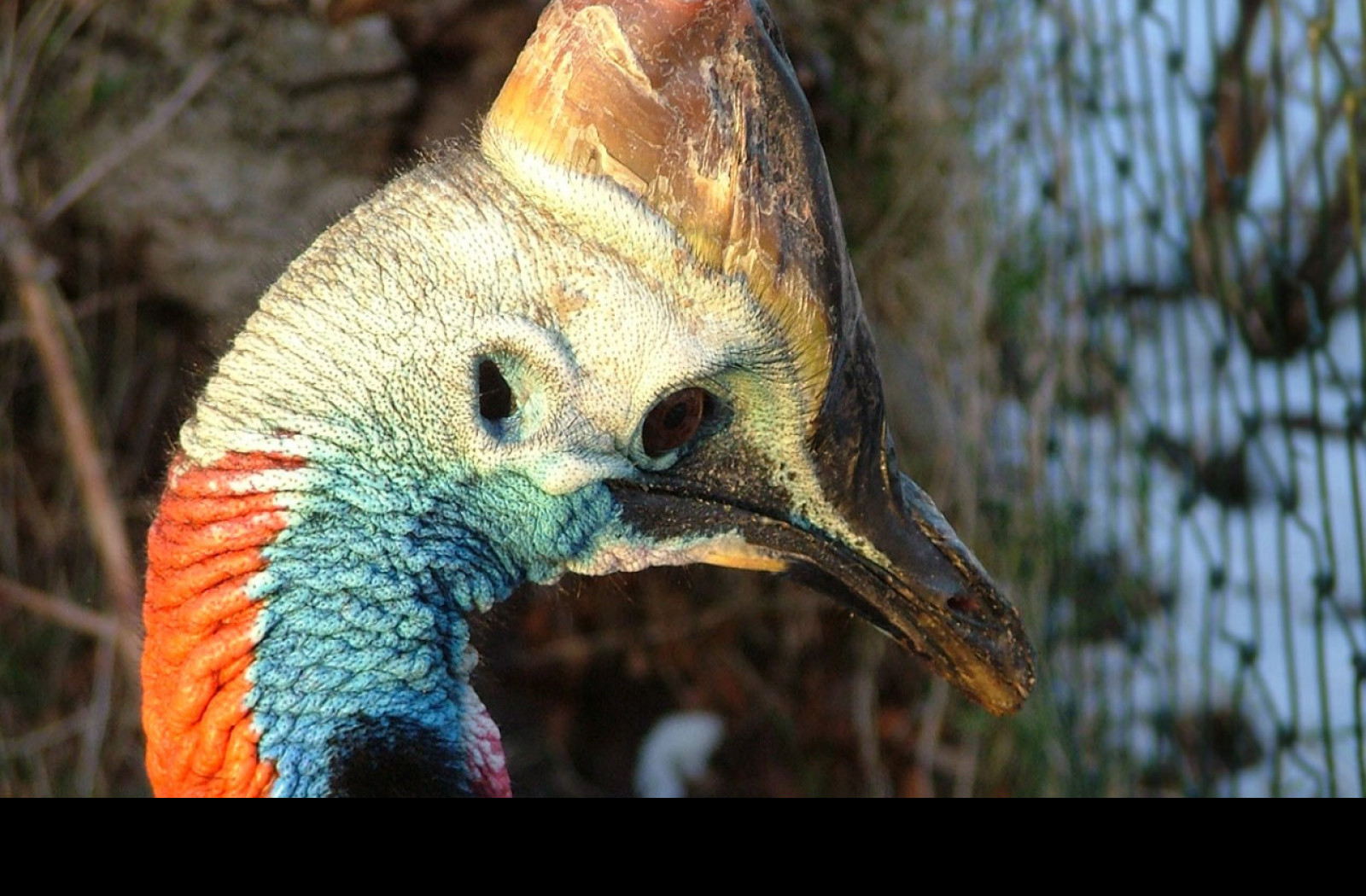 Tapeta cassowary