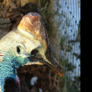 Tapeta cassowary