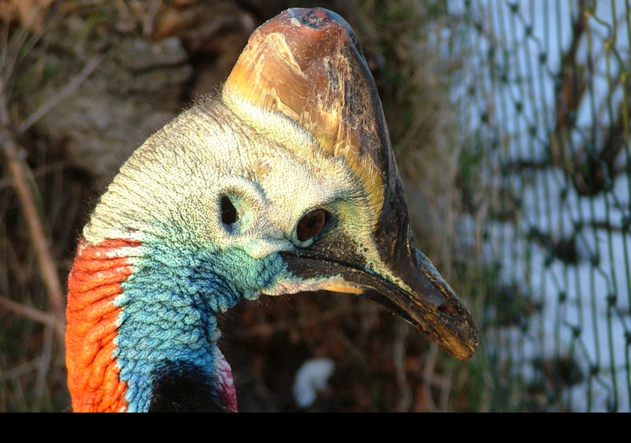 Tapeta cassowary