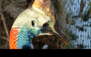 Tapeta cassowary