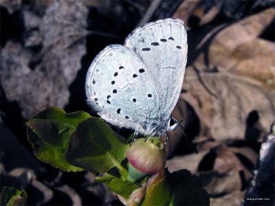 Tapeta: Celastrina argiolus