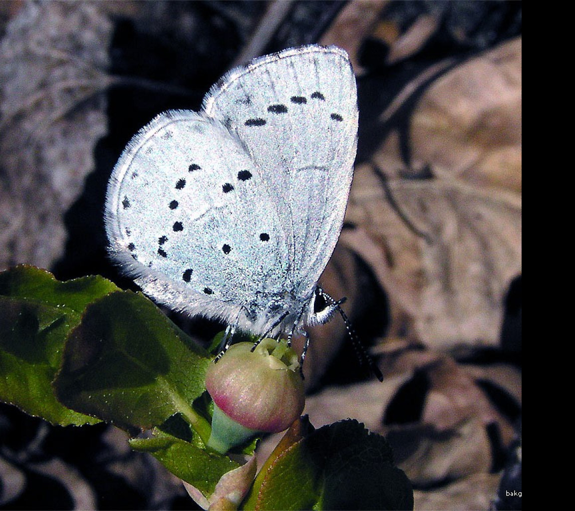 Tapeta celastrinaargiolus