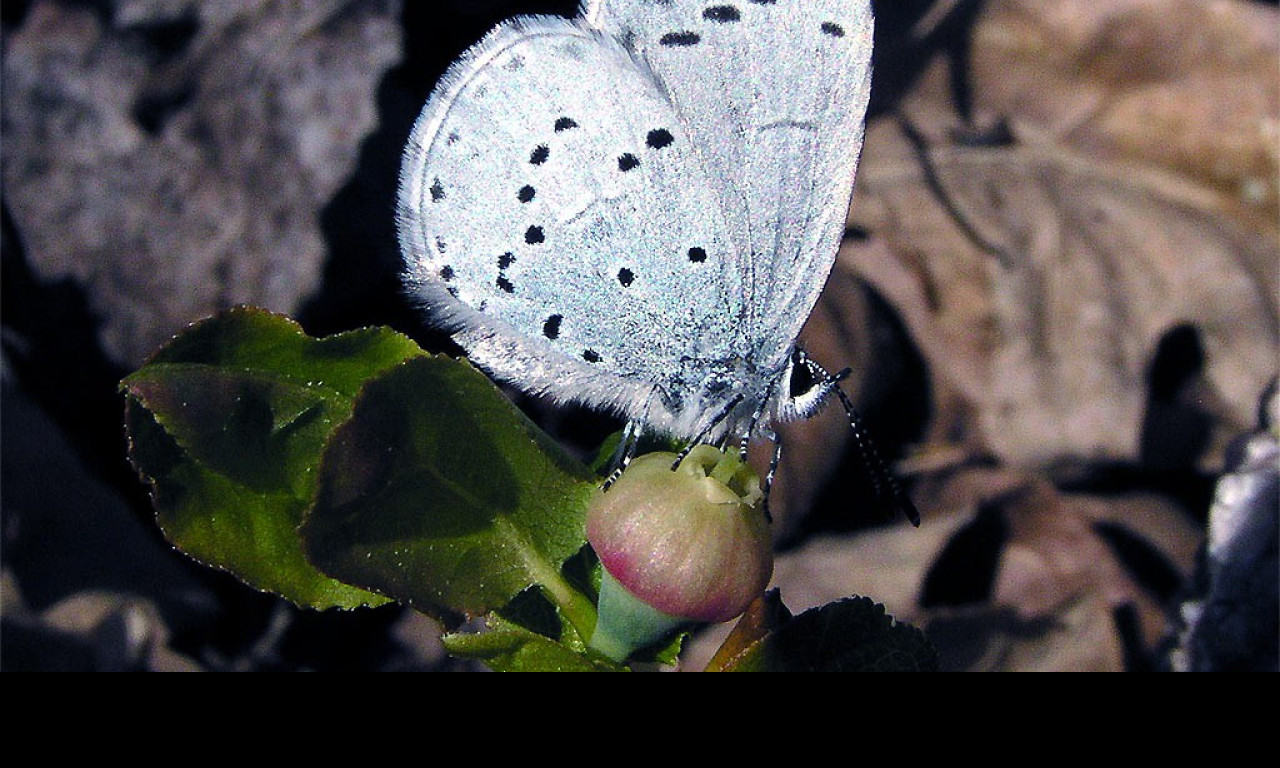 Tapeta celastrinaargiolus