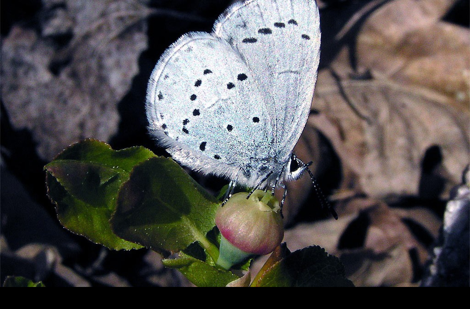 Tapeta celastrinaargiolus