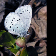 Tapeta celastrinaargiolus
