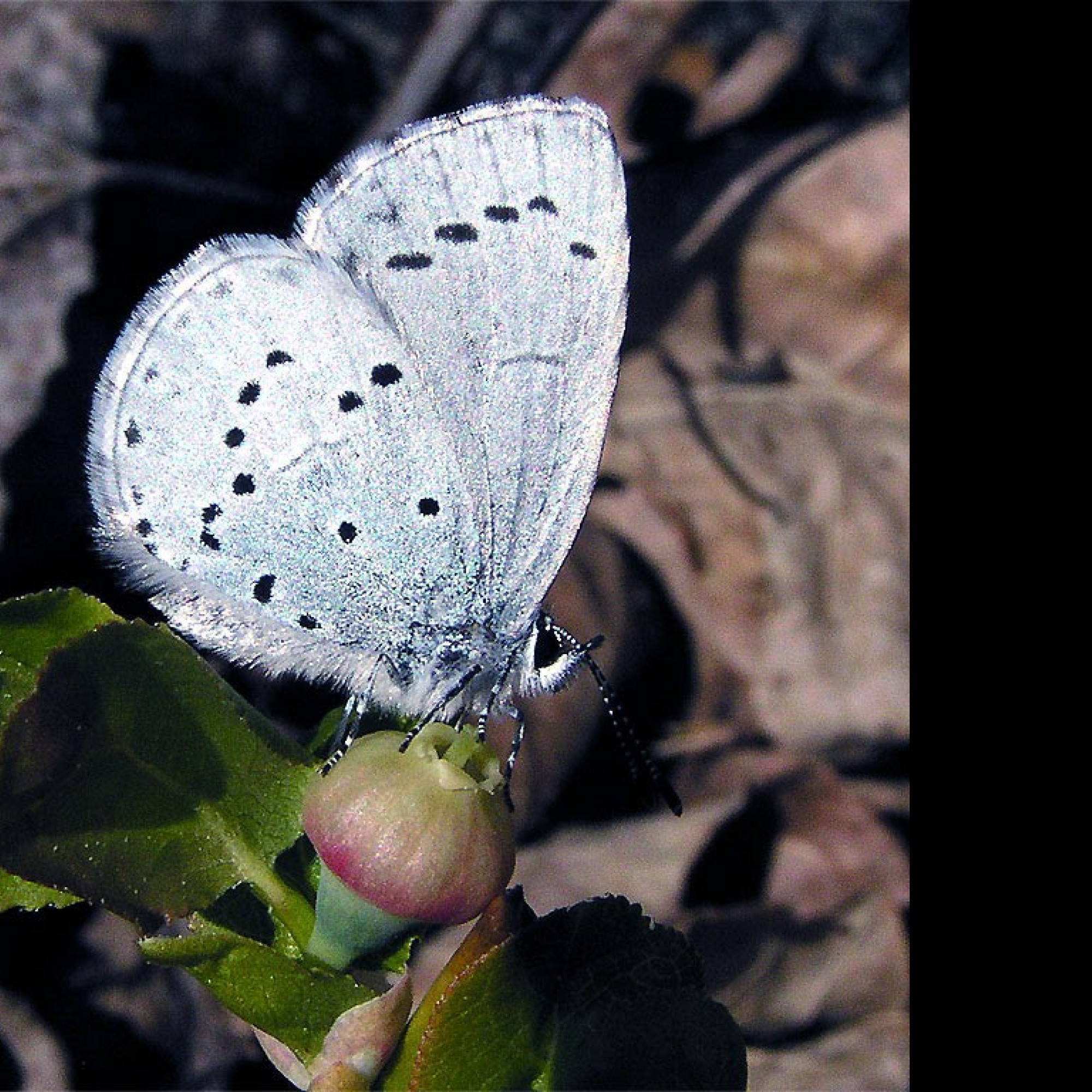 Tapeta celastrinaargiolus