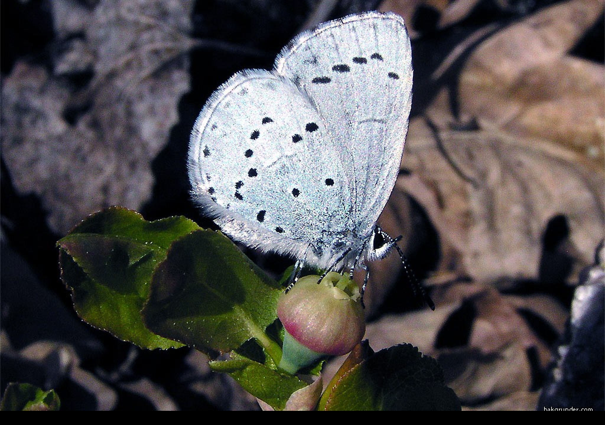 Tapeta celastrinaargiolus