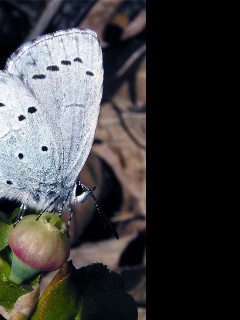 Tapeta celastrinaargiolus